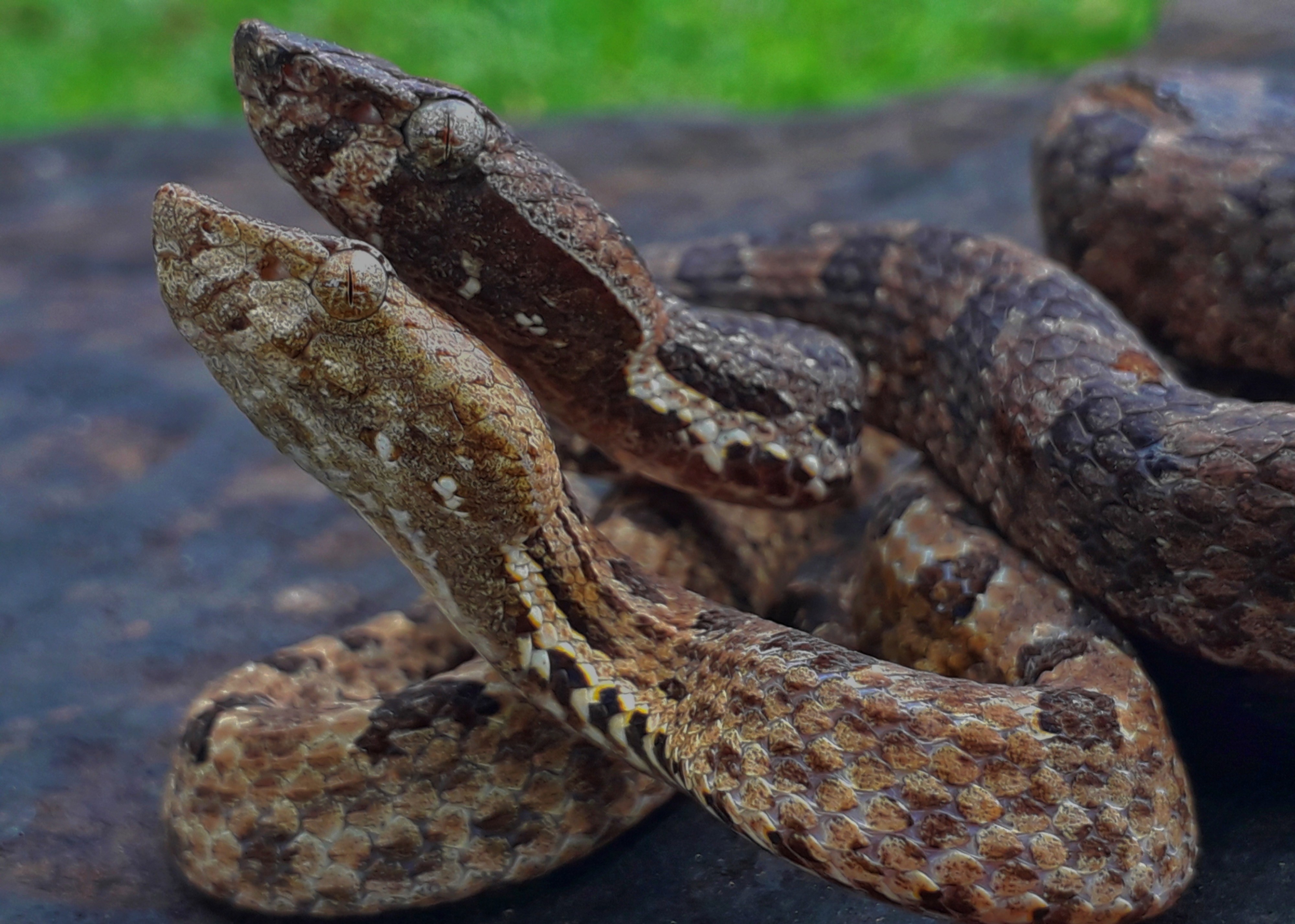 Sri Lankan Snake Species
