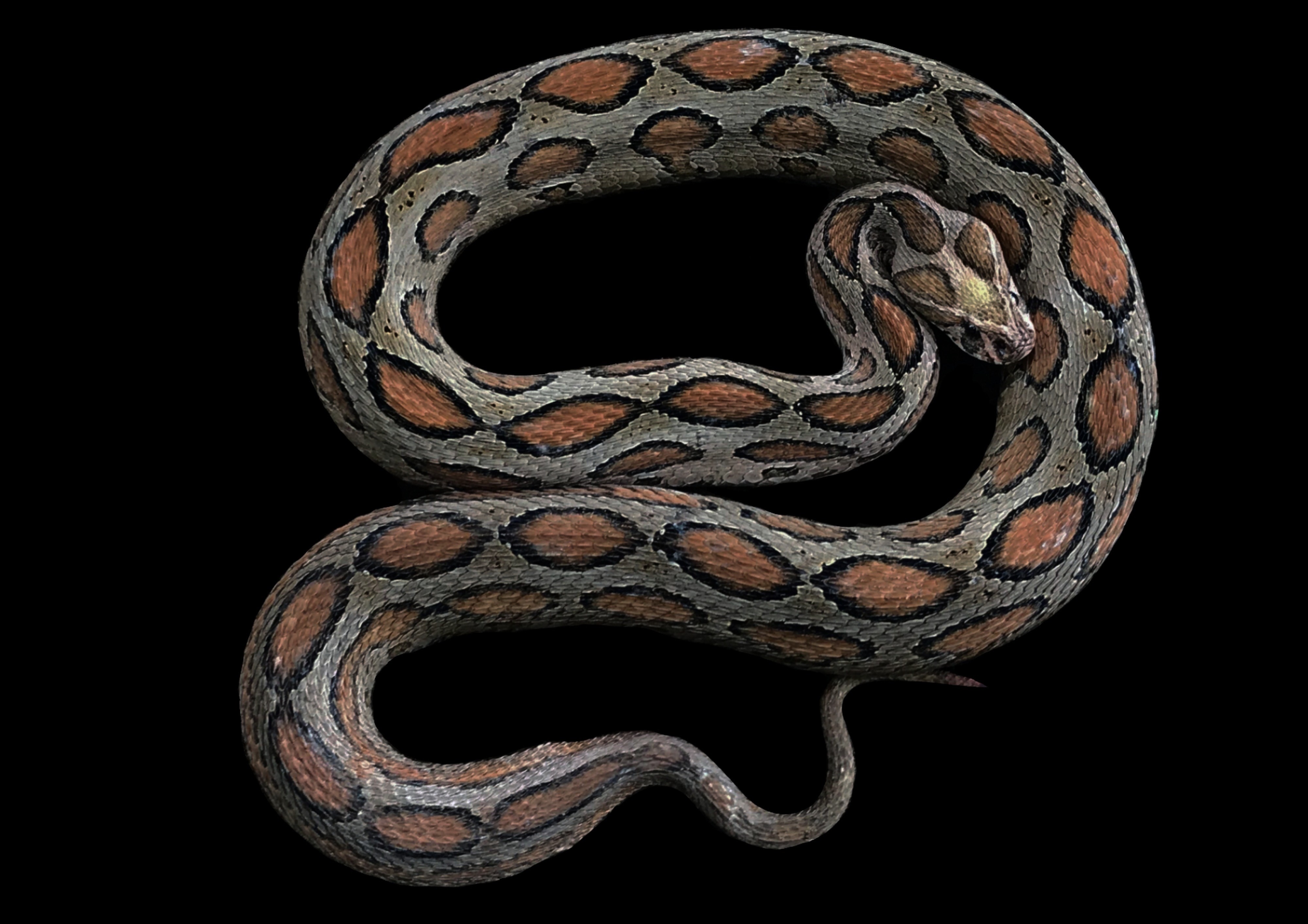 Sri Lankan Snake Species