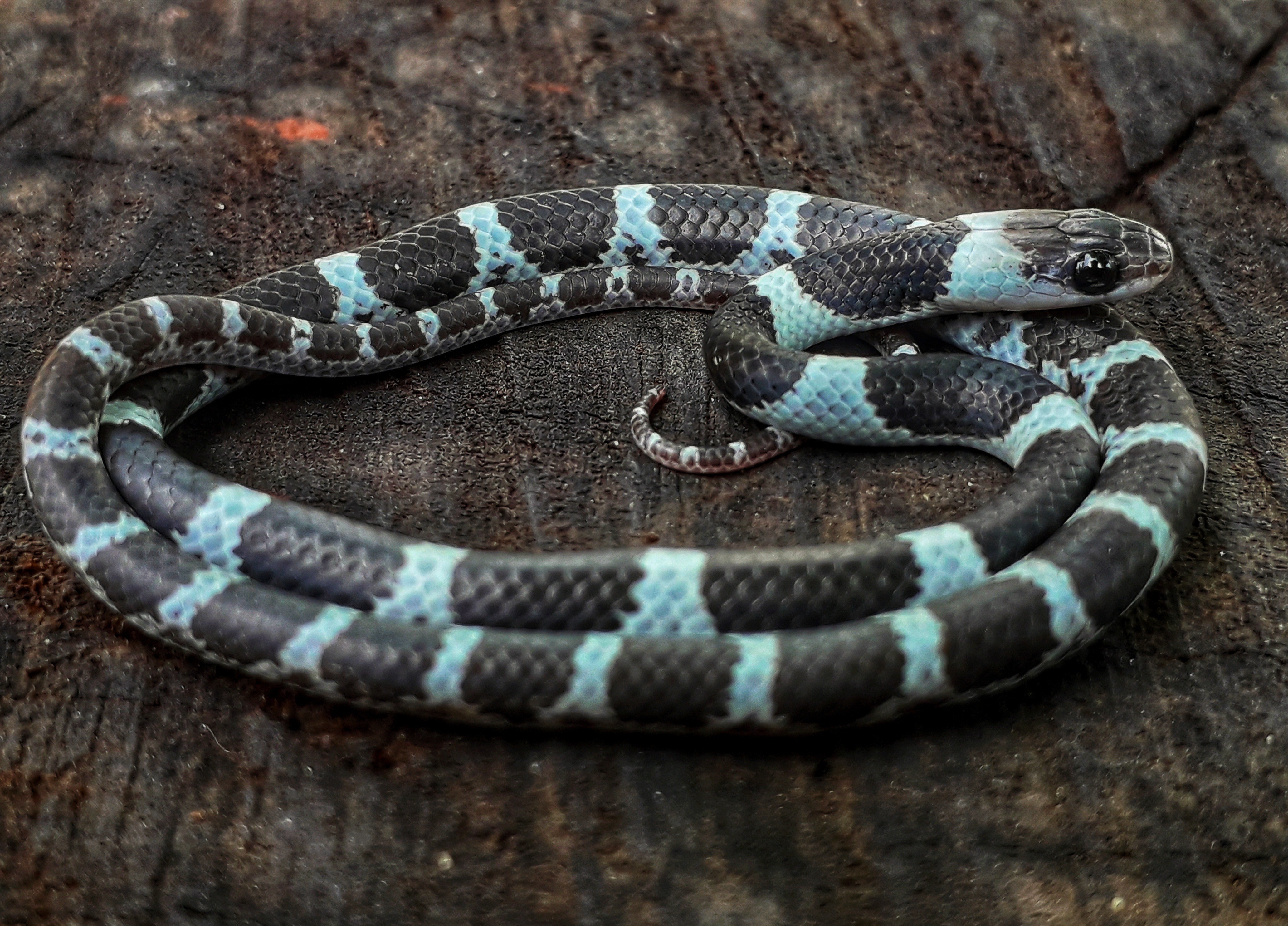 Sri Lankan Snake Species