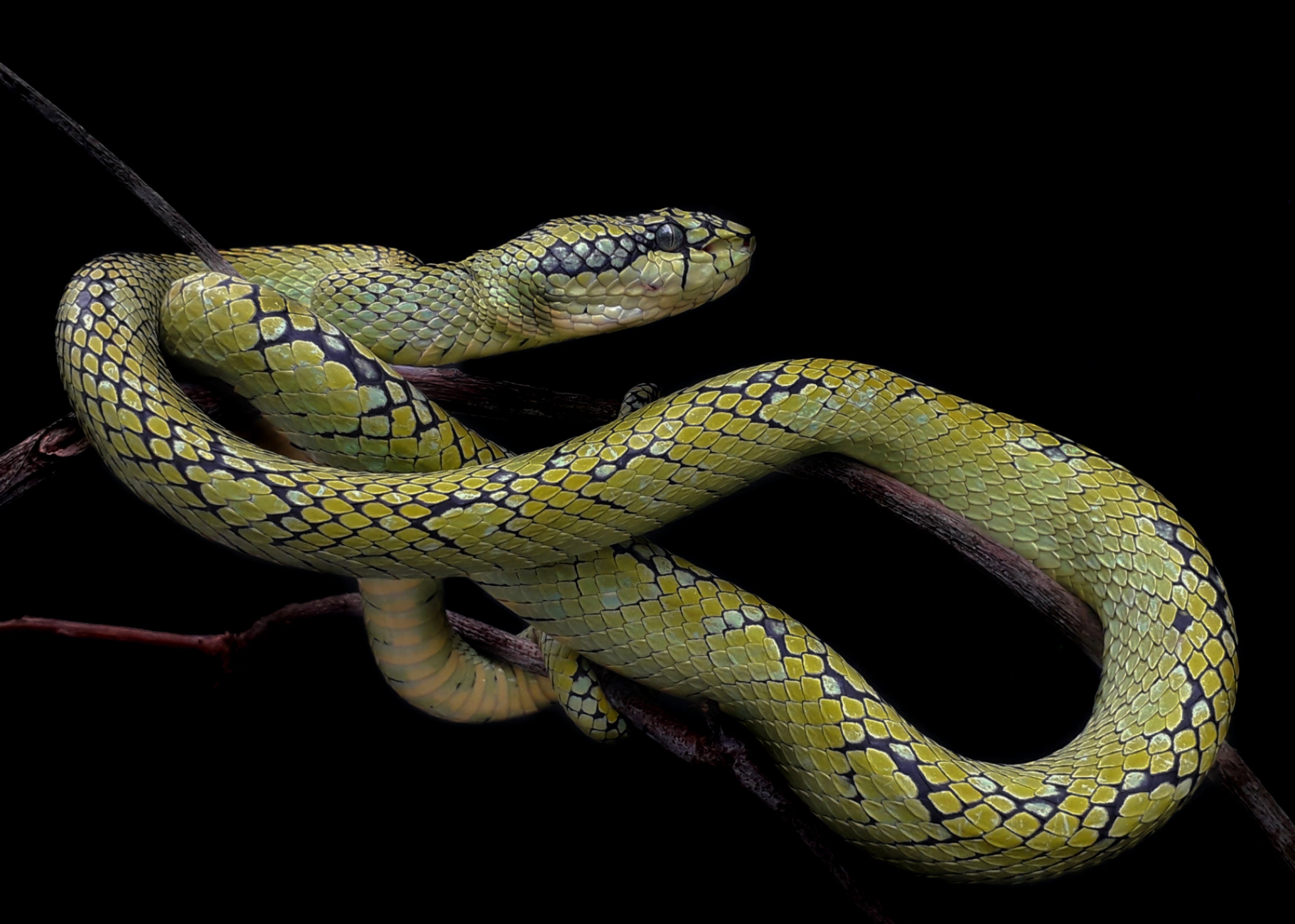 Sri Lankan Snake Species
