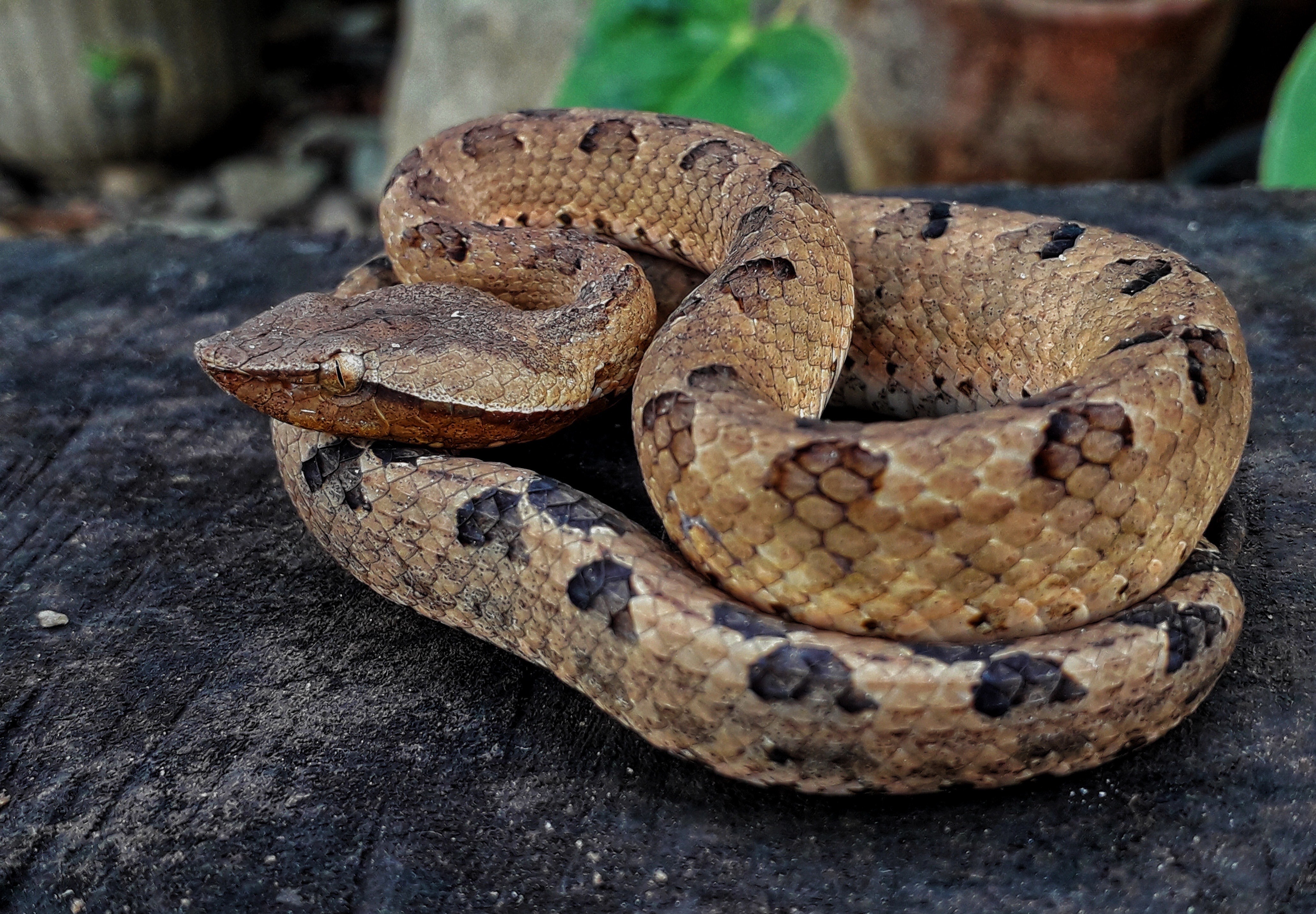 Sri Lankan Snake Species