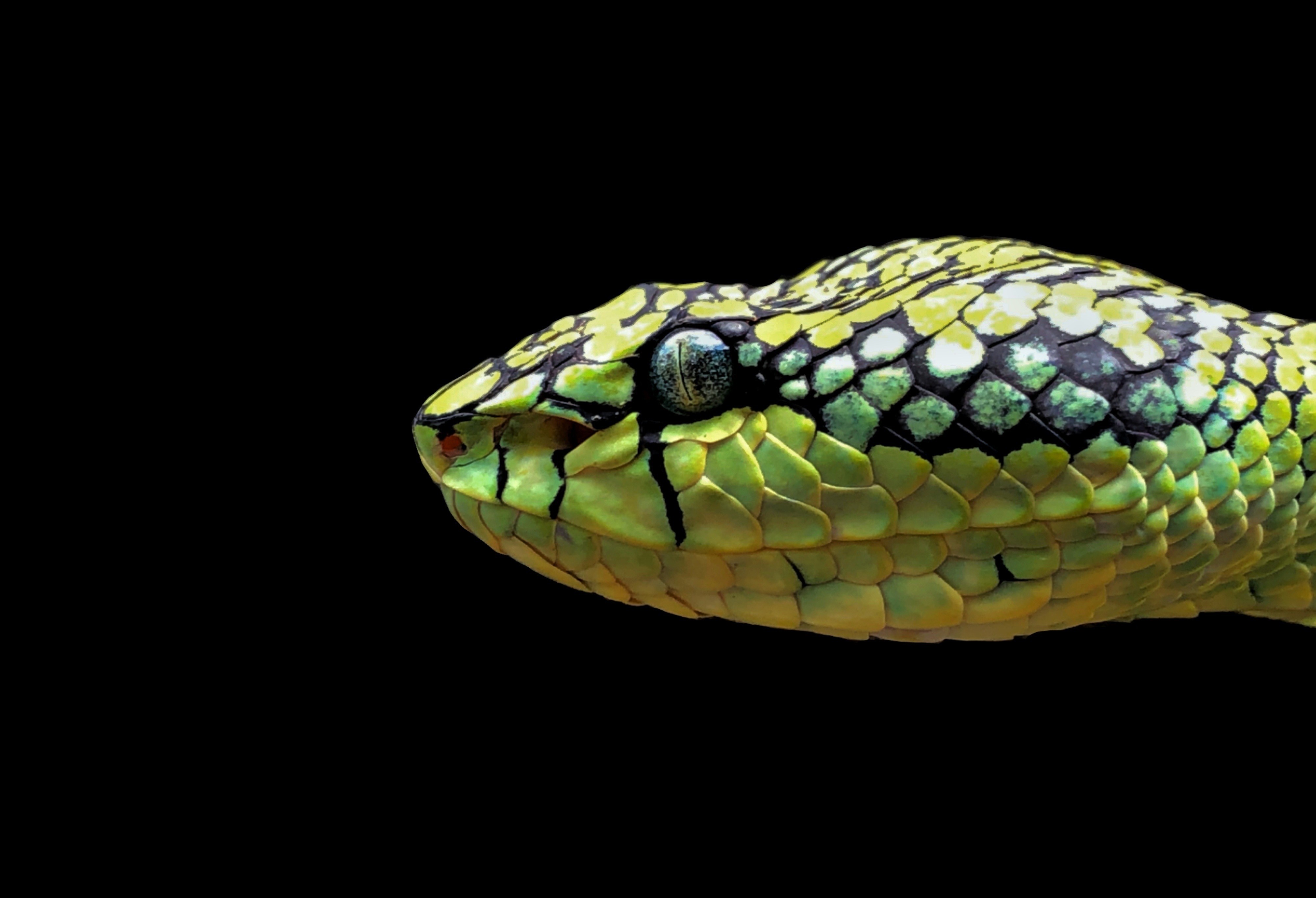 Sri Lankan Snake Species