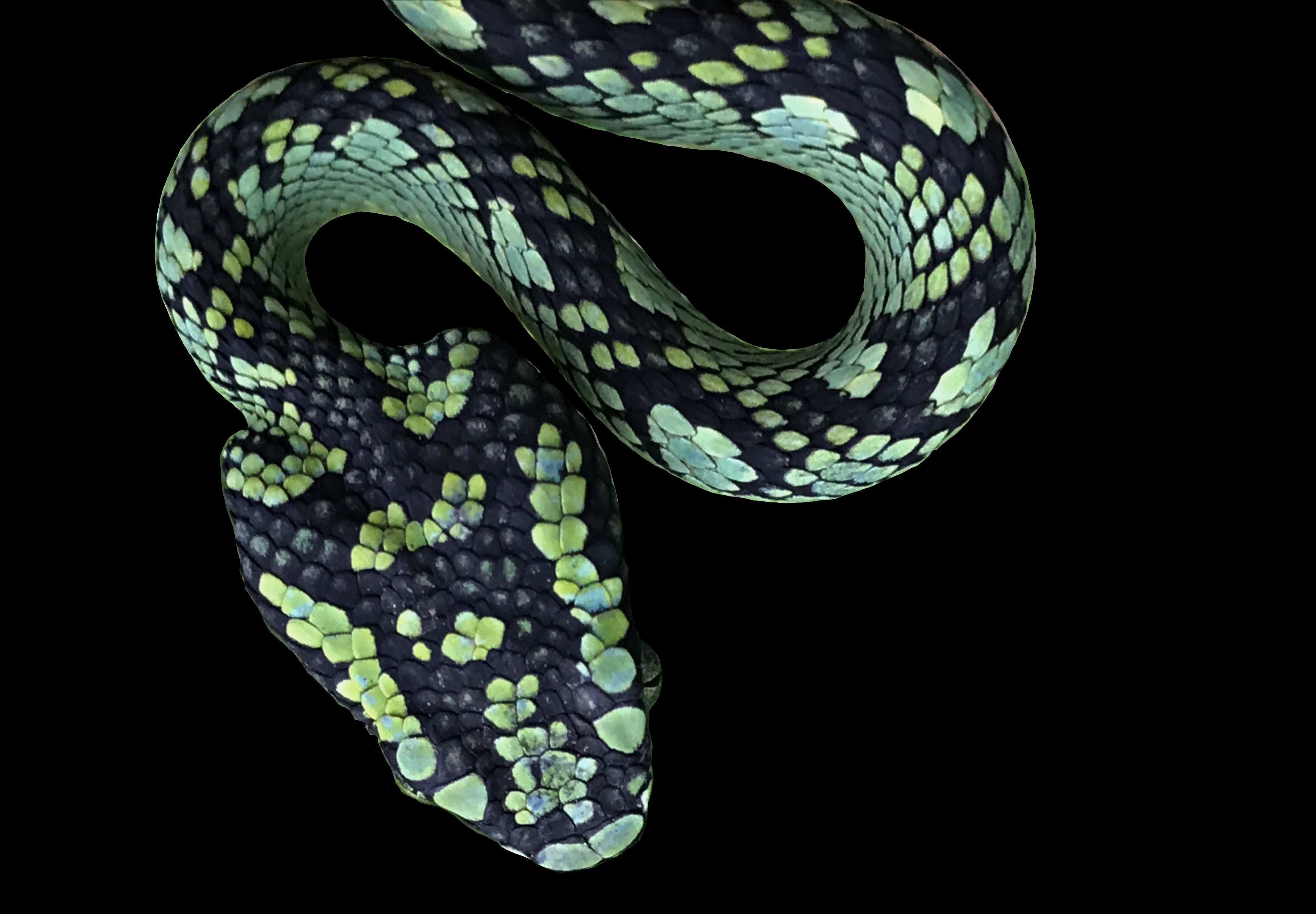 Sri Lankan Snake Species