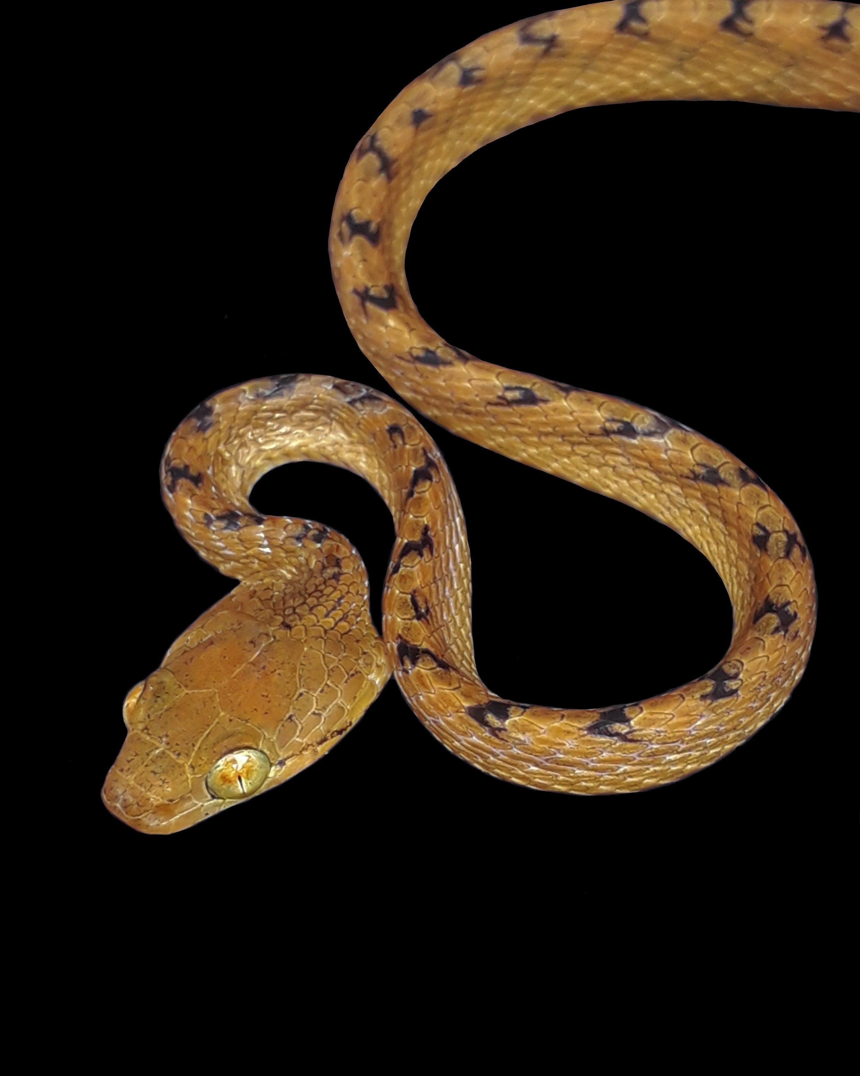 Sri Lankan Snake Species
